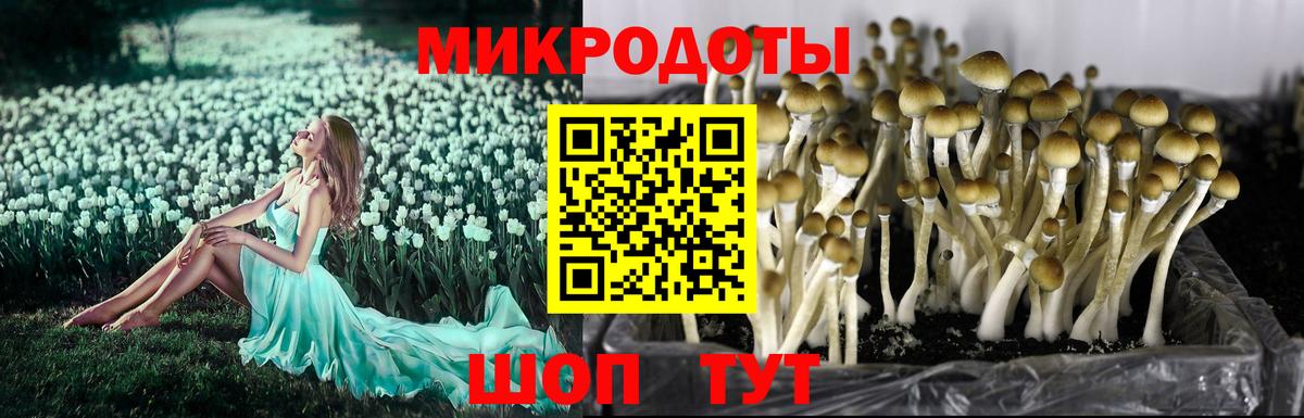 Галлюциногенные грибы Cubensis Черкесск